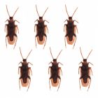 Kakkerlakken - 6stk